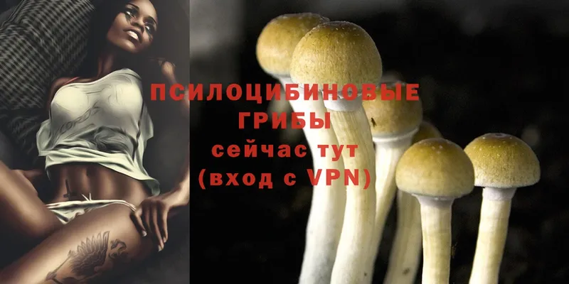 дарнет шоп  Бородино  Галлюциногенные грибы Cubensis 